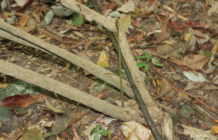 Fig. 6 <i>Aristolochia arborea</i> (Aristolochiaceae), produciendo otro retoño desde una base producida por una rama vieja caida al suelo, Cañón Rio Mena Sector Del Oro, 13 de Noviembre 2018 Foto. Roster Moraga