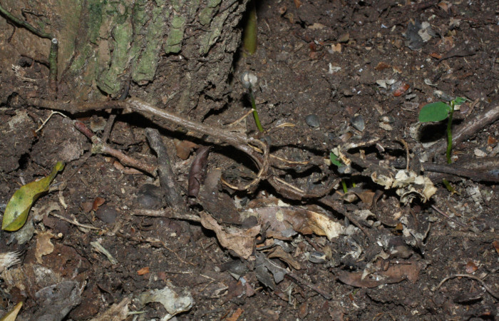 Fig. 9 Fruto descompuesto todavía pegado a la base de <i>Aristolochia arborea</i> (Aristolochiaceae), Cañón Rio Mena Sector Del Oro, 13 de Abril 2018, Foto. Roster Moraga