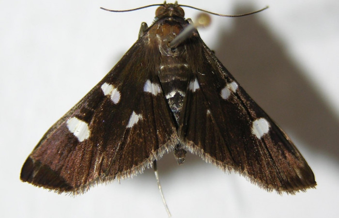 Figura 1. <i>Desmia octomaculalis</i> (Crambidae). Adulto hembra vista dorsal 00-SRNP-11305-DHJ345630.jpg.
