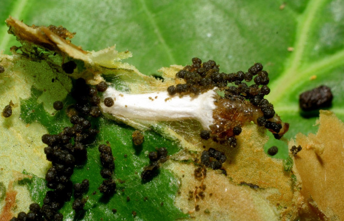 Figura 4. <i>Papanteles</i> Whitfield04 (Braconidae), parásito de <i>Desmia octomaculalis</i> (Crambidae). Voucher 06-SRNP-32878-DHJ415975.jpg.