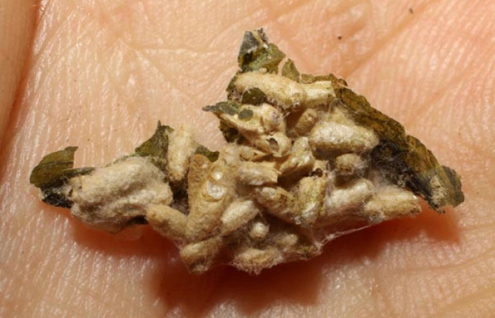 Figura 8. Capullos <i>Apanteles gloriasihezarae</i> (Braconidae), parásito ya eclosionado de <i>Desmia octomaculalis</i> (Braconidae). Voucher 09-SRNP-2963-DHJ476218.jpg.