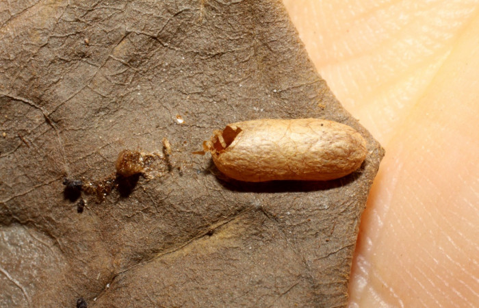 Figura 6. <i>Hyposoter</i> INB-13 (Ichneumonidae), parásito ya eclosionado de <i>Desmia octomaculalis</i> (Crambidae). Voucher 09-SRNP-32577-DHJ470040.jpg.