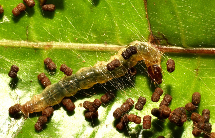 Figura 3. <i>Desmia octomaculalis</i> (Crambidae), posición dorsal, penúltimo estadio. Gongora Sendero Fosa. Voucher 17-SRNP-35590-DHJ734486.jpg.