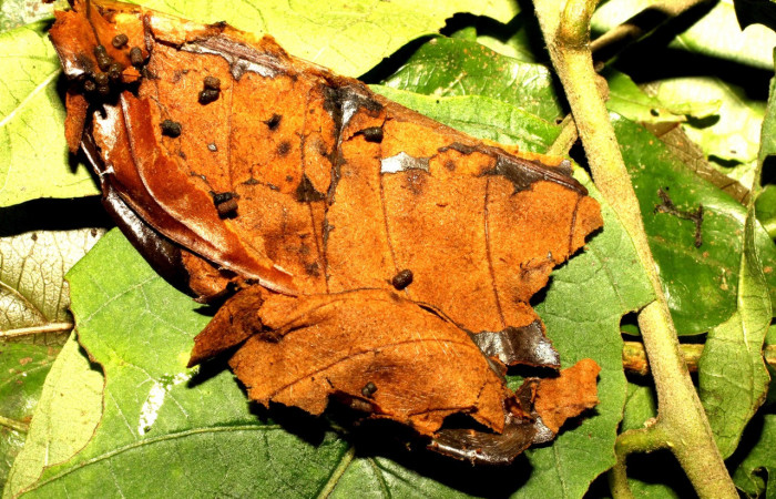 Figura 11. Prepupa de <i>Desmia octomaculalis</i> (Crambidae.) Gongora Sendero Fosa. Voucher 17-SRNP-35590-DHJ734564.jpg.   