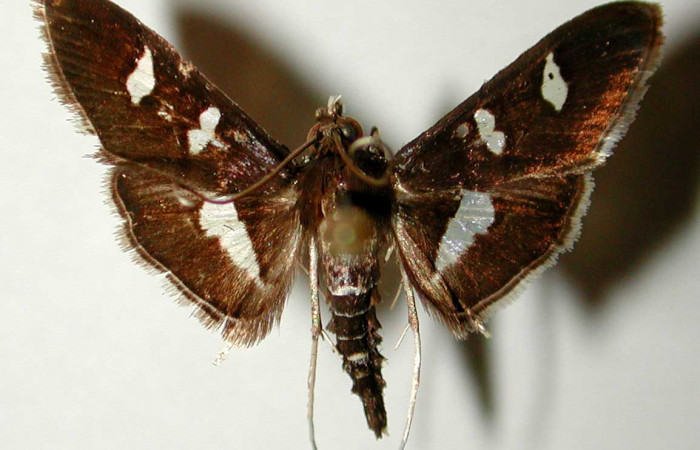 Figura 16. Adulto de <i>Desmia julialis</i> (Crambidae), vista ventral. Voucher 81-SRNP-309-DHJ33424.jpg