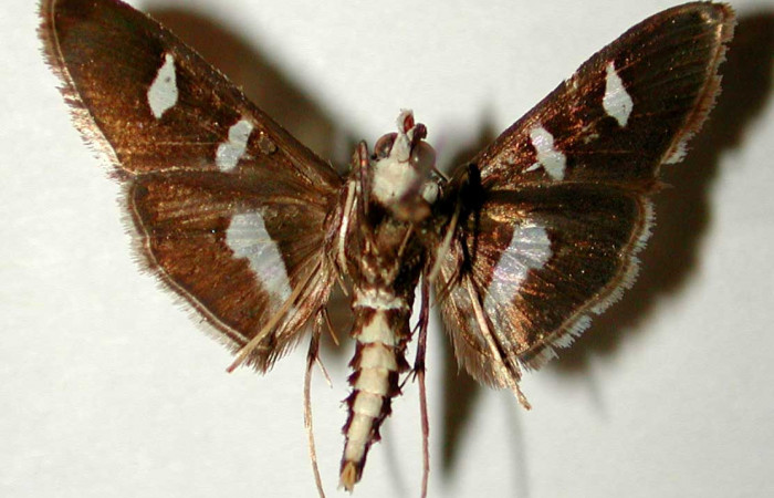 Figura 17. Adulto de <i>Desmia julialis</i> (Crambidae), vista dorsal. Voucher 81-SRNP-309-DHJ33425.jpg