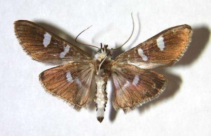 Figura 15. Adulto macho de <i>Desmia octomaculalis</i> (Crambidae), vista ventral. Voucher 97-SRNP-1657-DHJ370987.jpg.