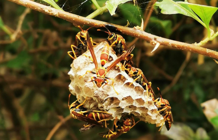 Foto: Jessica Brenes, 2021