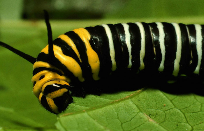 Fig. 1. <i>Tithorea pinthias</i>, (Nymphalidae), larva último estadio. Area de Conservación Guanacaste, Sector San Cristóbal, Río Blanco Abajo, 500 m.s.n.m. (00-SRNP-1248-DHJ52847.jpg).