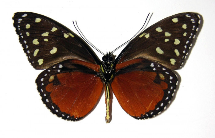 Fig. 5 . Macho adulto de <i>Tithorea pinthias</i>, (Nymphalidae), vista ventral. Area de Conservación Guanacaste, Sector San Cristóbal, Río Blanco Abajo, 500 m.s.n.m. (02-SRNP-624-DHJ96693).