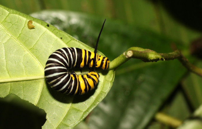 Fig. 8. Larva tercer estadio de <i>Tithorea pinthias</i> (Nymphalidae), vista dorsal. Area de Conservación Guanacaste, Sector Cacao, Sendero Nayo. (18-SRNP-35246-DHJ734805.jpg).