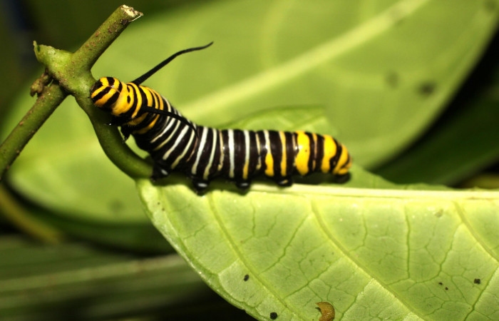 Fig. 11. Larva tercer estadio de <i>Tithorea pinthias</i> (Nymphalidae). Area de Conservación Guanacaste, Sector Cacao, Sendero Nayo. (18-SRNP-35246-DHJ734808.jpg).