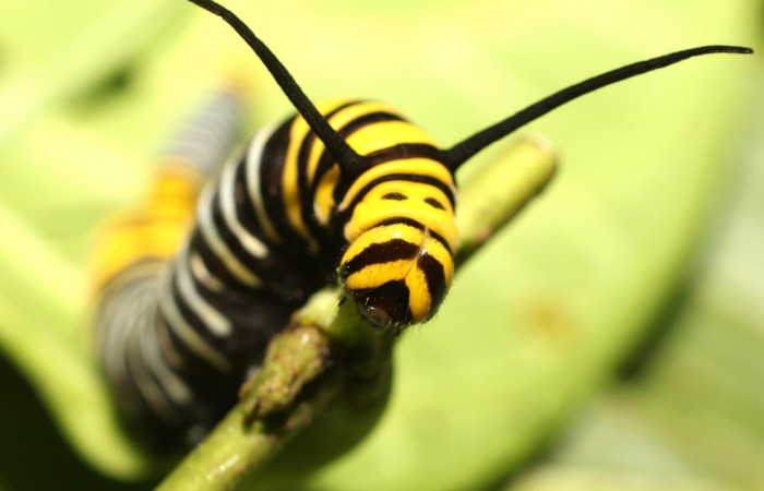 Fig. 10. Larva tercer estadio de <i>Tithorea pinthias</i> (Nymphalidae). Area de Conservación Guanacaste, Sector Cacao, Sendero Nayo. (18-SRNP-35246-DHJ734809.jpg).