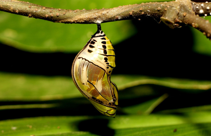 Fig. 15. Pupa de <i>Tithorea pinthias</i> (Nymphalidae), vista lateral izquierdo. Area de Conservación Guanacaste, Sector Cacao, Sendero Nayo. (18-SRNP-35306-DHJ734923.jpg).