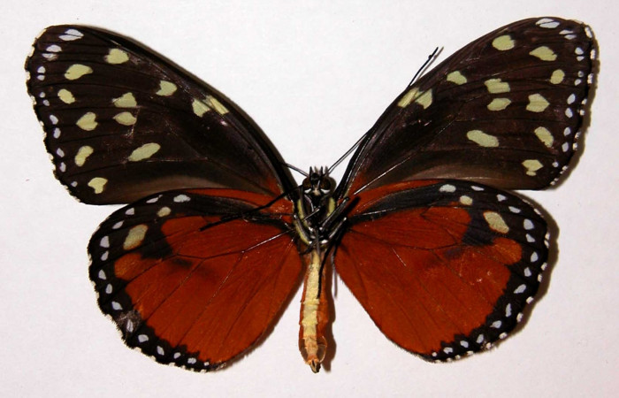 Fig. 3. Hembra adulto de <i>Tithorea pinthias</i>,(Nymphalidae), vista ventral. Area de Conservación Guanacaste, Sector San Cristóbal, Sendero Pinyal. (99-SRNP-599-DHJ34059).