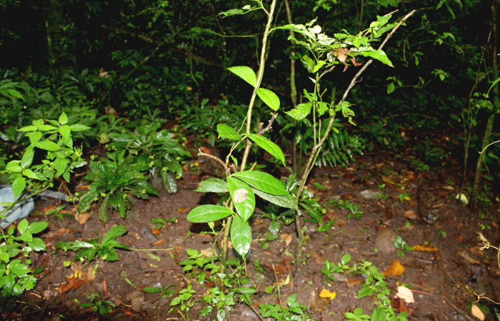 Fig. 17. Hábitat de <i>Odontadenia macrantha</i> (Apocynaceae), planta hospedera de <i>Tithorea pinthias </i>(Nymphalidae), bejuco creciendo en margen de bosque. Area de Conservación Guanacaste, Sector Cacao, Sendero Nayo. Foto Parataxónoma Dunia García. (<i>Odontadenia macrantha</i> 1 - 10/02/18.jpg).