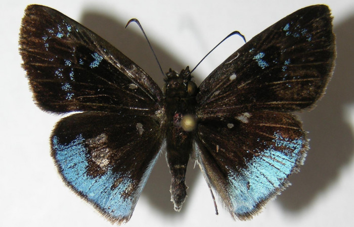 Figura 3. Adulto <i>Pythonides pteras</i> (Hesperiidae). Vista dorsal, envergadura alar del macho 29 mm. Voucher: 06-SRNP-32649-DHJ348712.jpg.  BIN: BOLD:AAD5803.