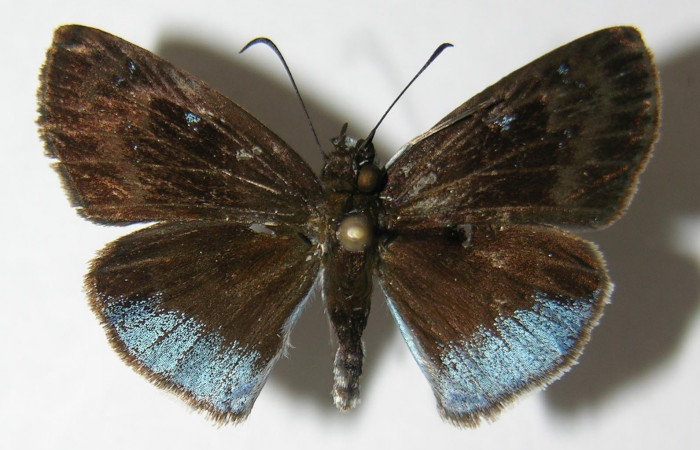 Figura 1. Adulto <i>Pythonides pteras</i> (Hesperiidae). Vista dorsal, envergadura alar de la hembra 28 mm. Voucher: 06-SRNP-32650-DHJ348714.jpg.  BIN: BOLD:AAD5803.