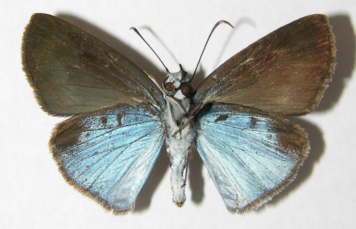 Figura 2. Adulto <i>Pythonides pteras</i> (Hesperiidae). Vista ventral, envergadura alar de la hembra 28 mm. Voucher: 06-SRNP-32650-DHJ348715.jpg.  BIN: BOLD:AAD5803.