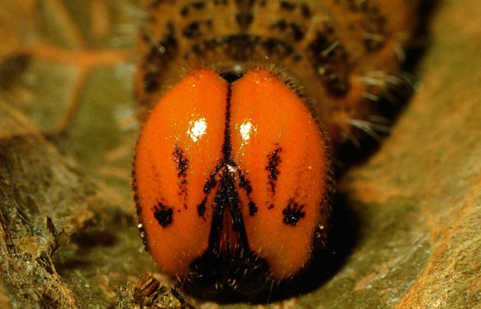 Figura 14. Cabeza de frente, larva <i>Narcosius samson</i>, (Hesperiidae). Ultimo estadío. 48 mm. Foto 30 marzo 1998. Voucher: 98-SRNP-6368- DHJ45871.jpg.