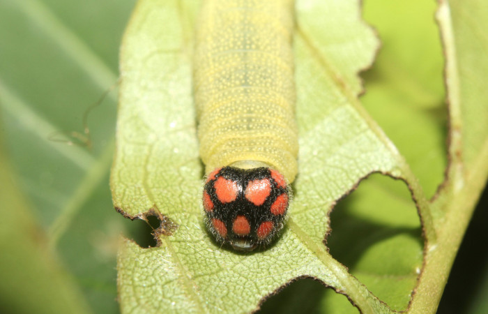 Figura 19. Cabeza de frente larva <i>Chiomara mithrax</i>,(Hesperiidae). Ultimo estadío. 25 mm. Foto 25 abril 2017. Voucher: 17-SRNP-70691-DHJ737129.jpg.