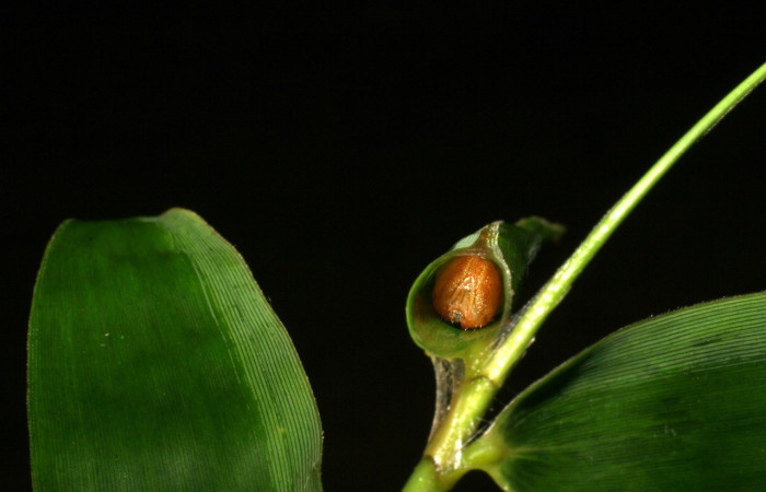 Figura 20 Larva <i>Quasimellana antipazina</i>, Hesperiidae, mostrando cabeza en la entrada de su casa. Voucher 20 05-SRNP-35793-DHJ406682.jpeg