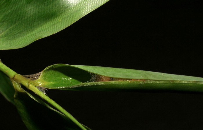 Figura 21. Casita de larva <i>Quasimellana antipazina</i>, Hesperiidae. Voucher 05-SRNP-35793-DHJ406683.jpg.