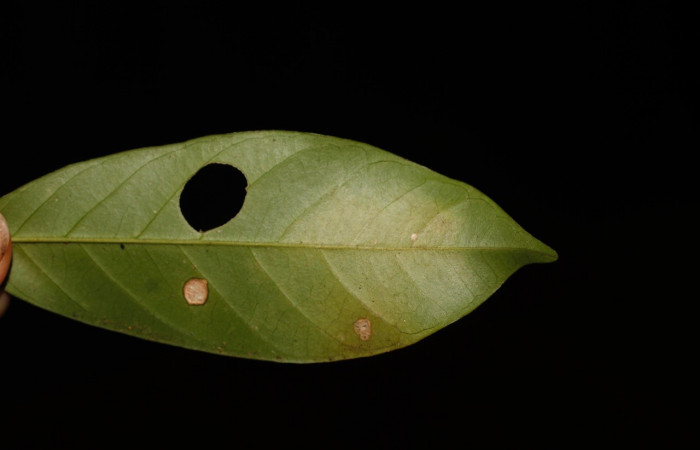  Figura 5. Larva <i>Myscelus belti</i>, (Hesperiidae). Casita vista por el envés de la hoja, primer estadío. 18 mm. Foto 30 diciembre 2013. Voucher: 13-SRNP-36662- DHJ801965.jpg.