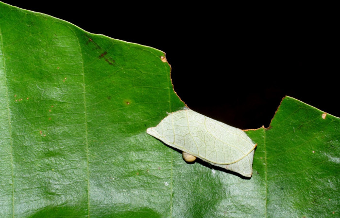 Figura 6. Corte en hoja que hace la larva  <i>Bungalotis astylos</i> (Hesperiidae). Mostrando la casita, penúltimo estadío. 22 mm. Foto 14 junio 2008. Voucher: 08-SRNP-41193-DHJ442474.jpg.