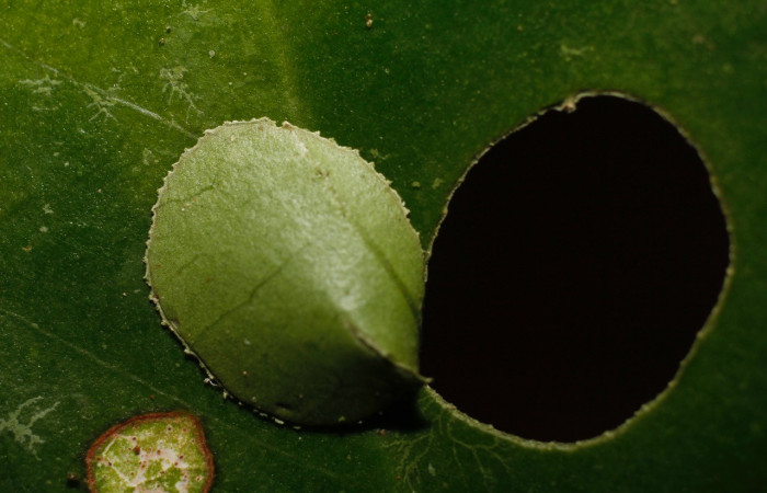 Figura 7. Larva <i>Myscelus belti</i> (Hesperiidae). Mostrando la casita, en primer estadío. 18 mm. Foto 30 diciembre 2013. Voucher: 13-SRNP-36662-DHJ801962.jpg.