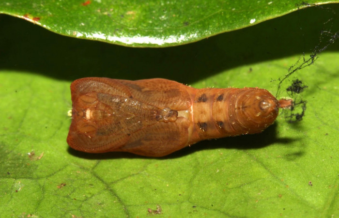 Fig.14 Vista dorsal de pupa de <i>Thagona errans[i/] (Erebidae hizo pupa 24 julio 2017, Sector Pitilla, Ingas, 580mts.(17-SRNP-31814-DHJ739785.jpg)