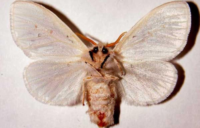 Fig.2 Vista ventral de hembra, <i>Thagona tibialisDHJ02</i>  (Erebidae), eclosionó 11 agosto 1995, Sector Santa Rosa, Sendero Natural, 290mts. (95-SRNP-7541-DHJ33863.jpg).