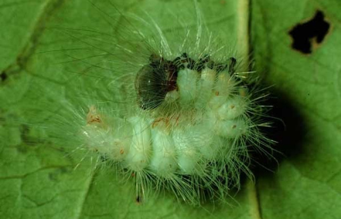 Fig.7 Vista lateral, <i>Thagona</i>  tibialisDHJ02 (Erebidae), se colectó 10 octubre 1995, Sector Santa Rosa, Vado Cuajiniquil, 275mts. (95-SRNP-10532-DHJ26008.jpg)