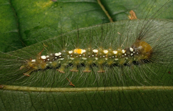Fig.9 Vista lateral, <i>Thagona errans</i> (Erebidae), se colectó 15 Diciembre 2008, Sector Del Oro, Vado Quebrada Tigral, 290mts.(08-SRNP-24737-DHJ449035.jpg)