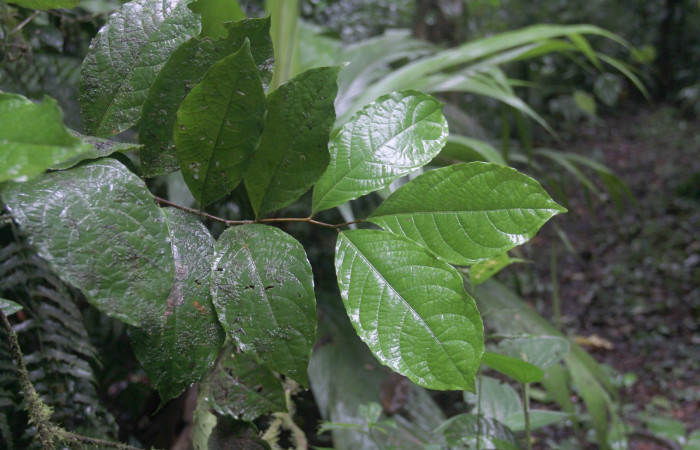 Fig. 1 Follaje de  la parte del Haz de <i>Celastrus vulcanicolus</i>  planta hospedera de  <i>Antiblemma partita</i> 