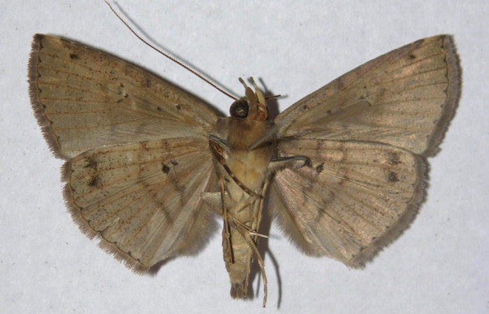 Fig.4 Adulto <i>Antiblemma partita</i>  ventral. Voucher: 13-SRNP-30632-DHJ595773.jpg