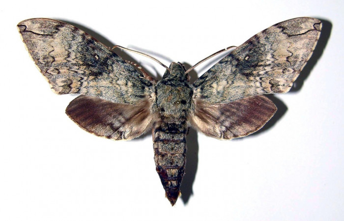 Fig. 01. Macho de <i>Manduca lanuginosa</i> (Sphingidae), vista dorsal, 79mm. de envergadura. Voucher: 84-SRNP-710-DHJ96062.jpg.