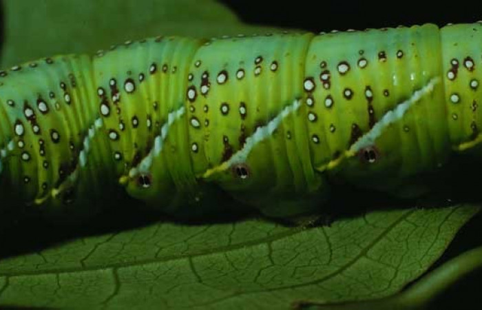 Fig. 06. Larva de <i>Manduca lanuginosa</i> (Sphingidae), vista lateral central, último estadío 55mm. de longitud. Voucher: 84-SRNP-730-DHJ7634.jpg.