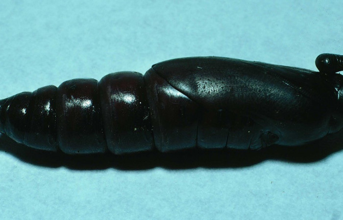 Fig. 10. Pupa de <i>Manduca lanuginosa</i> (Sphingidae), vista lateral, longitud no indicada. Voucher: 84-SRNP-1029-DHJ7852.jpg.