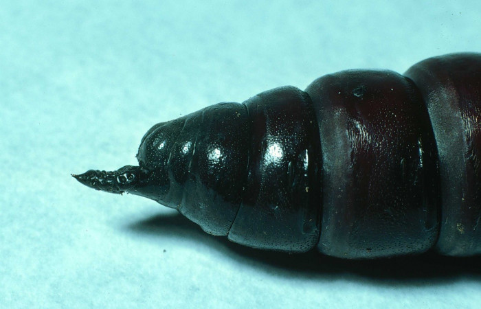 Fig. 13. Pupa de <i>Manduca lanuginosa</i> (Sphingidae), vista lateral de cerca trasero, longitud no indicada. Voucher: 84-SRNP-1029-DHJ7855.jpg.