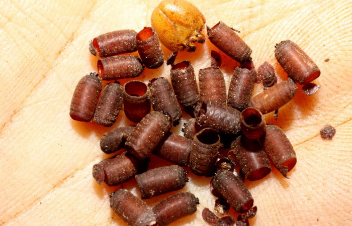 Fig. 14. Puparios <i>Drino</i> piceiventrisDHJ31 (Tachinidae), parásitos de <i>Manduca lanuginosa</i> (Sphingidae), longitud no indicada. Voucher: 08-SRNP-13818-DHJ469391.jpg.