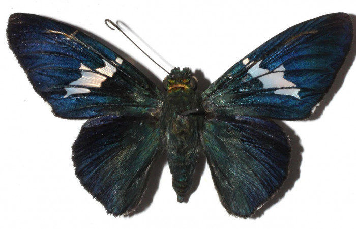 Fig.1. Adulto de <i>Astraptes apastus</i>. En vista dorsal. Voucher : 15-SRNP-46169-DHJ909410.jpg.