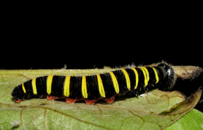 Fig.10. Larva de <i>Astraptes talus</i>, en último estadio de 34 mm de longitud. Voucher : 08-SRNP-40181-DHJ441777.jpg.