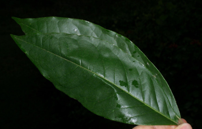 Fig.14. Mostrando hojas de una malpighiaceae, con una prepupa de <i>Astraptes inflatio</i>. Voucher : 08-SRNP-35599-DHJ441053.jpg.