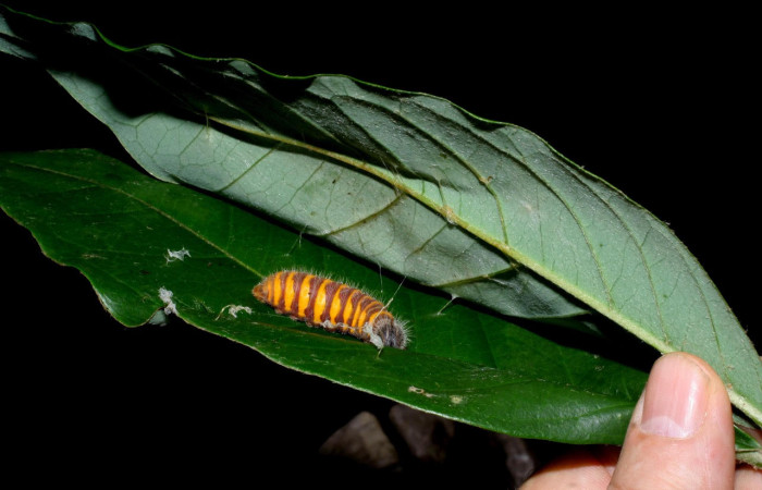 Fig. 15. Mostrando prepupa de <i>Astraptes inflatio</i>. Voucher : 08-SRNP-35599-DHJ441061.jpg.