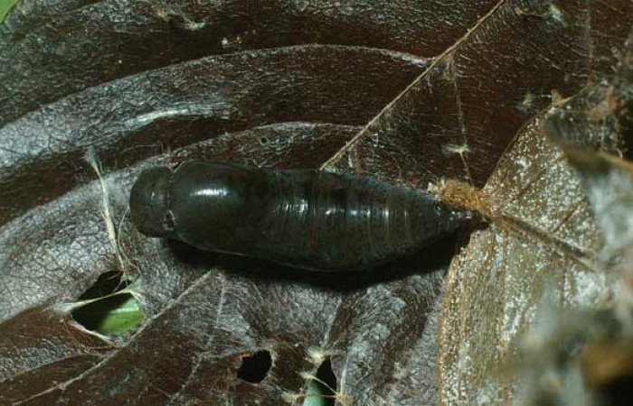 Fig.17. Pupa de <i>Astraptes apastus</i>. En posición dorsal. Voucher : 03-SRNP-20746-DHJ78472.jpg.
