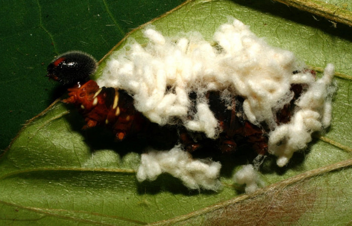 Fig.18. Capullos Braconidae, <i>Apanteles jorgerodriguezi</i>, en larva de <i>Astraptes apastus</i>. Voucher :  10-SRNP-32218-DHJ479933.jpg .jpg.