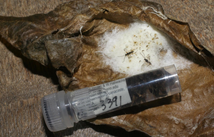 Fig.22. Mostrando capullos Braconidae, en larva de <i>Astraptes synecdoche</i>. Voucher :  06-SRNP-3391-DHJ410461.jpg.