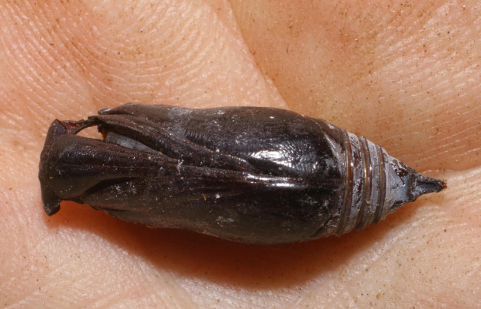 Fig.24.Pupa de <i>Astraptes anaphus annetta</i>, con un pupario de la familia Tachinidae dentro de pupa. Voucher : 04-SRNP-20363-DHJ447609.jpg.