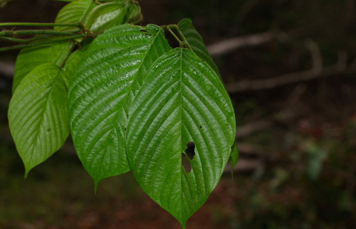 Fig.27. Mostrando hojas <i>Dioclea wilsonii</i> (Fabaceae), planta hospedera de <i>Astraptes apastus</i>.  